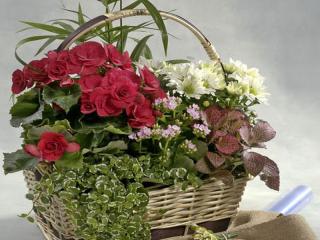 Centros de plantas. En becarama podrás preparar tus centros de plantas ideales para regalar en diferentes celebraciones