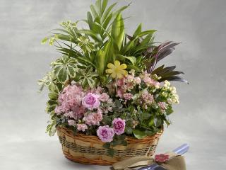 Centros de plantas. En becarama podrás preparar tus centros de plantas ideales para regalar en diferentes celebraciones