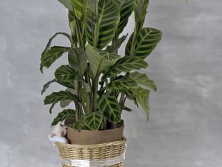 Centros de plantas. En becarama podrás preparar tus centros de plantas ideales para regalar en diferentes celebraciones