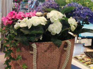 Centros de plantas. En becarama podrás preparar tus centros de plantas ideales para regalar en diferentes celebraciones