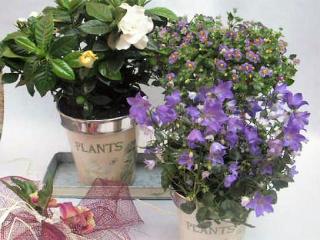 Otras presentaciones