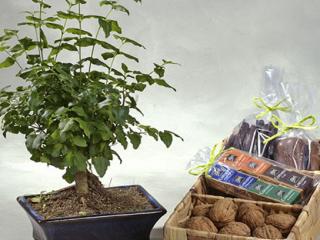 Otras presentaciones