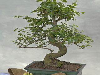 Otras presentaciones