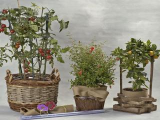 Otras presentaciones