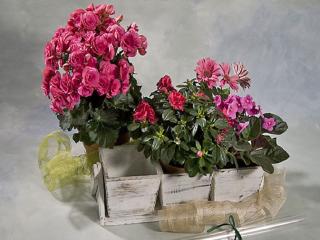 Otras presentaciones