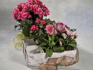 Otras presentaciones