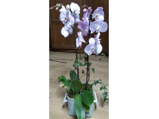 Otras presentaciones